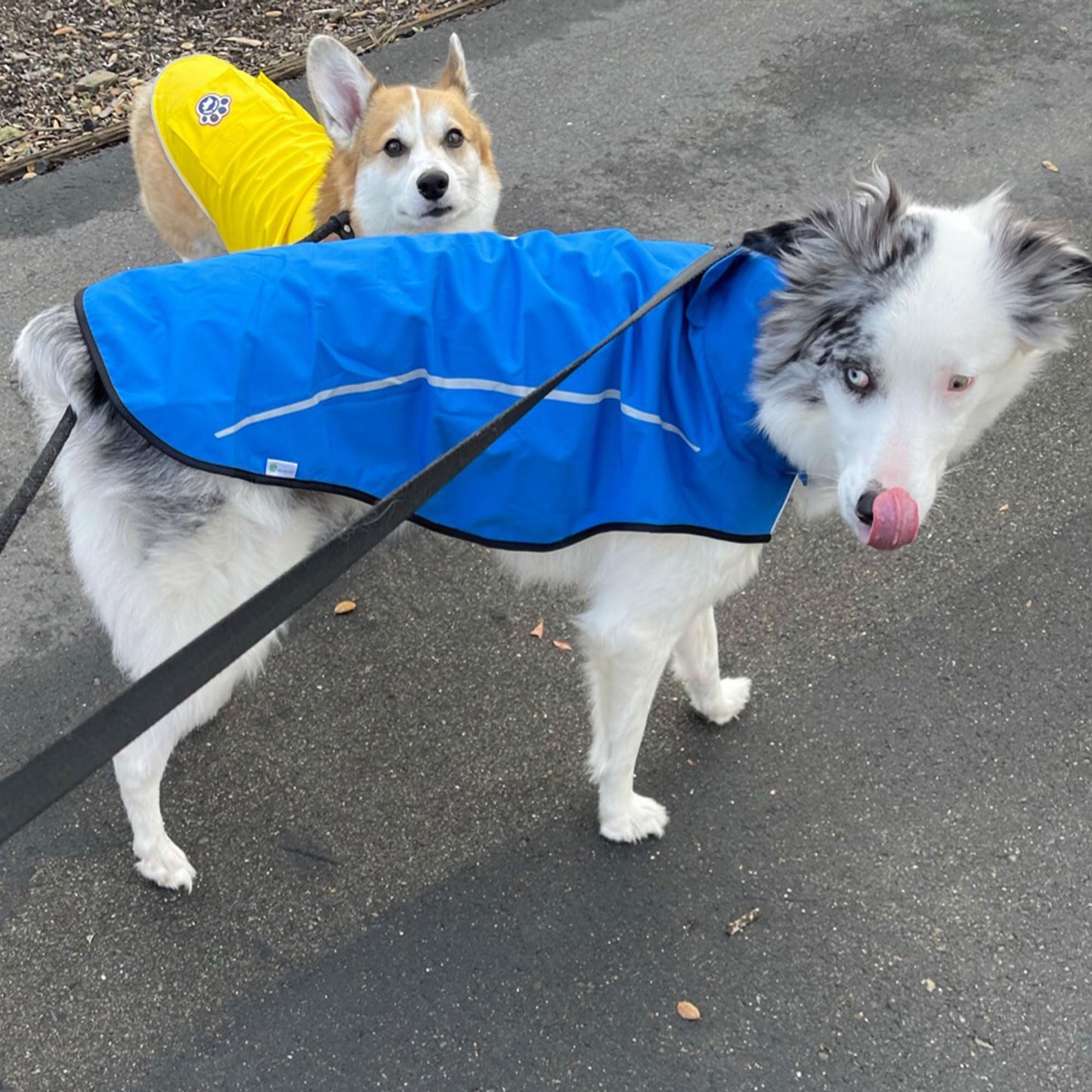 Dog Raincoat, Adjustable Waterproof Reflective Rain Jacket for Small Medium Large Dogs, Lightweight Breathable Pet Rain Coat with Leash Hole