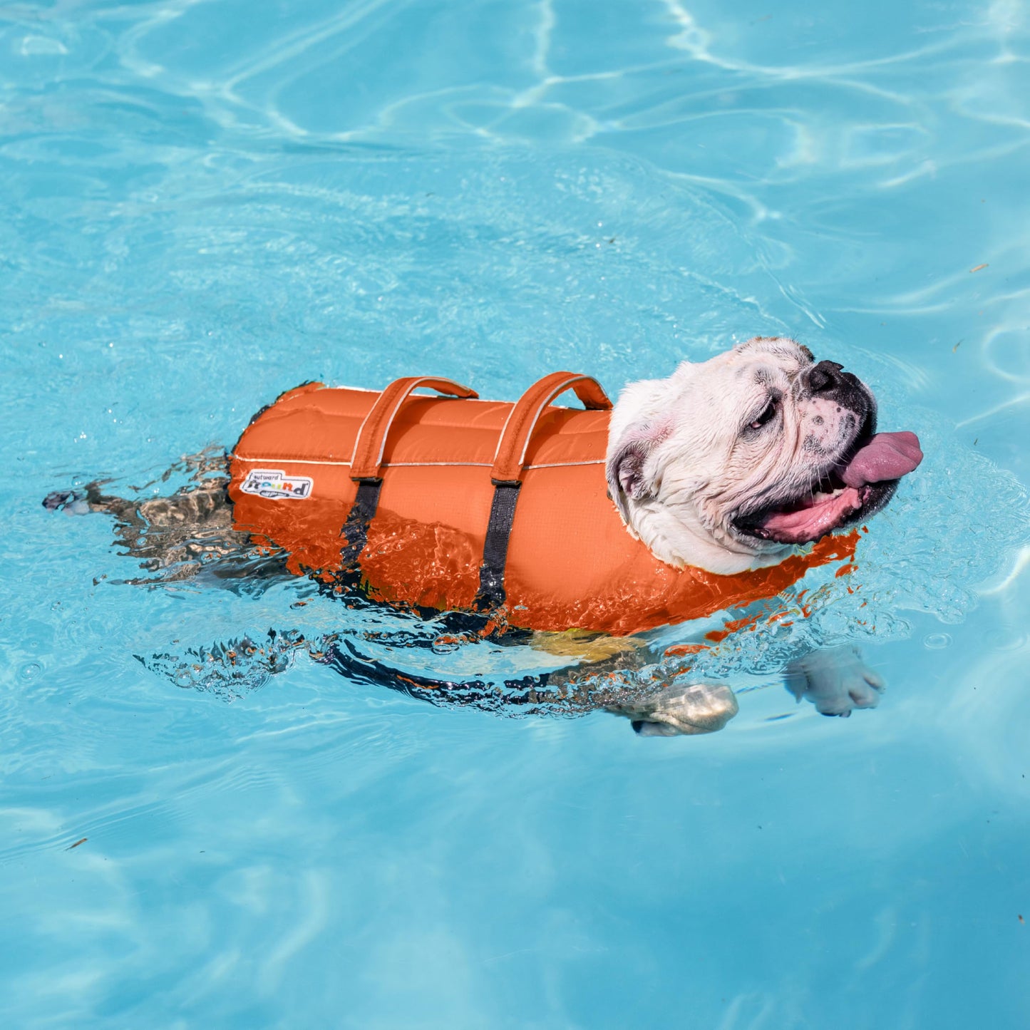 Granby Splash Dog Life Jacket, High-Buoyancy Dog Life Vest for Swimming, Boating, and Water Safety, Large, Orange