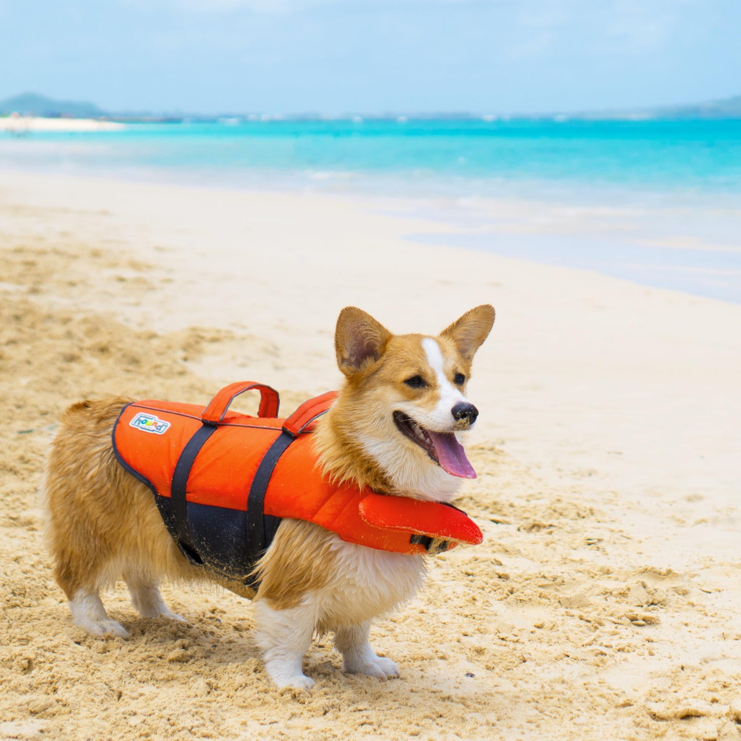 Granby Splash Dog Life Jacket, High-Buoyancy Dog Life Vest for Swimming, Boating, and Water Safety, Large, Orange